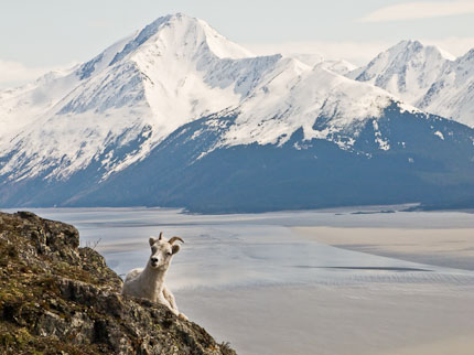 Dall sheep